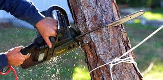 Palm Desert, CA Tree Care Company