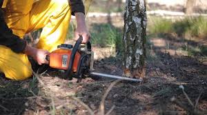 Best Lawn Pest Prevention  in Palm Desert, CA