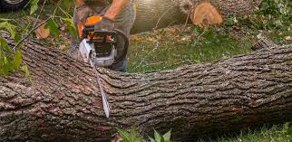 Best Fruit Tree Pruning  in Palm Desert, CA