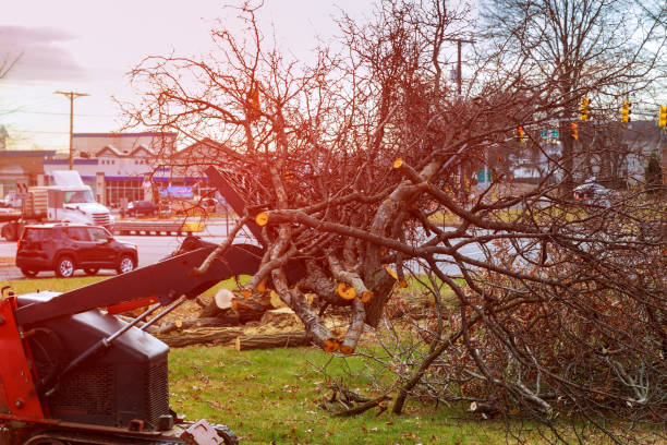 Best Leaf Removal  in Palm Desert, CA