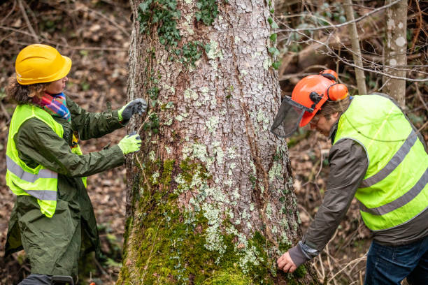 How Our Tree Care Process Works  in  Palm Desert, CA
