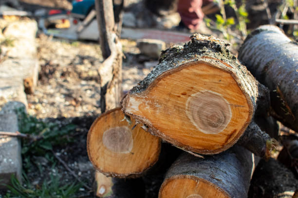 Best Tree Cabling and Bracing  in Palm Desert, CA