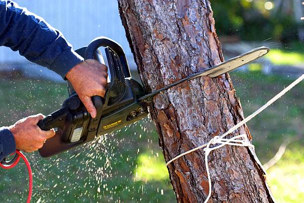 Best Tree Risk Assessment  in Palm Desert, CA