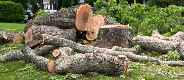 Best Tree Disease Treatment  in Palm Desert, CA